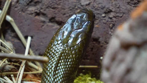 Close up of black mamba crawling Video stock 254266390