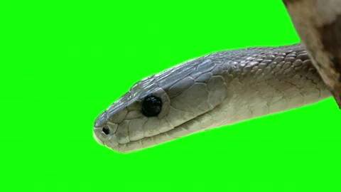 Close up of black mamba snake head on green screen background Stock Footage 335340662