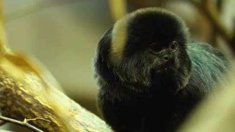 Close up of black marmoset  Stock Footage 135520778