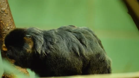 Close up of black marmoset monkey  Stock Footage 140398186