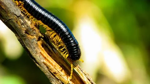 Close-up of a black millipede with vibrant yellow legs crawling on a textur.. Foto stock