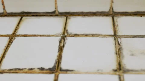 Close-up of black mold on bathroom floor. 库存影片 265245910