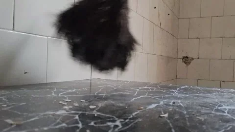 Close-up of a black mop cleaning a tiled floor. Professional cleaning in Stock Footage 340480624