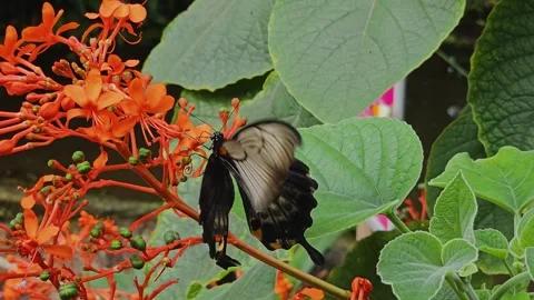 Close up of a black mormon butterfly  Video stock 245281710