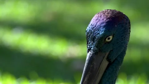 Close Up of Black-Necked Stork Head with Iridescent Feathers 動画素材 340194723