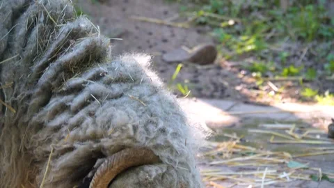 Close up of black nose sheep Stock Footage 243250658
