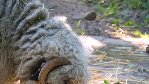 Close up of a black nose sheep head Stock Footage 243375003