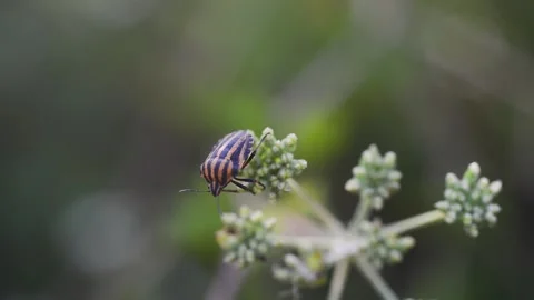 Close-up of the black-patterned stink bug. Stock Footage 169978133
