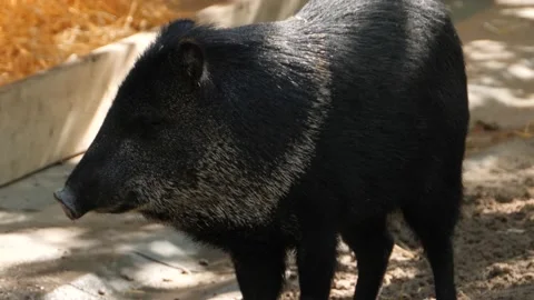 Close up of black peccary pig Stock Footage 135887724
