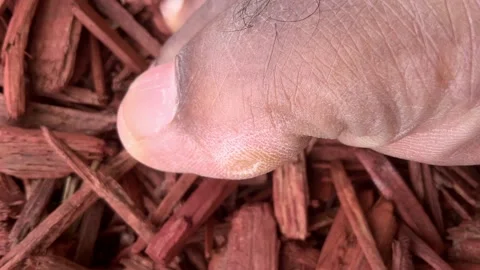 Close-Up of Black Person's Foot With Callous Toe on Top of Mulch Stock Footage 208806472