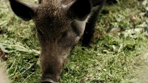 Close-up of black pig eats green grass on a farm. Agriculture. Farm field. Stock Footage 138735674
