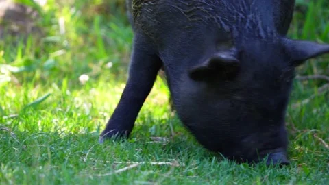 Close up on a black pig Stock Footage 198126068
