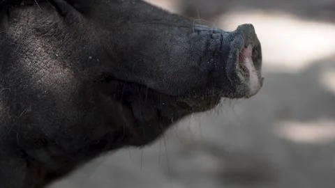 Close-up of a Black Pig's Snout Stock Footage 266166995