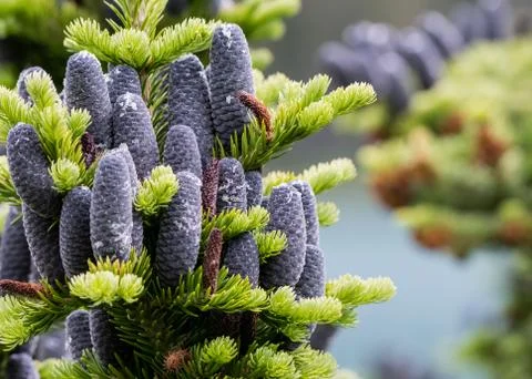 Close Up of Black Pine Cones 写真素材