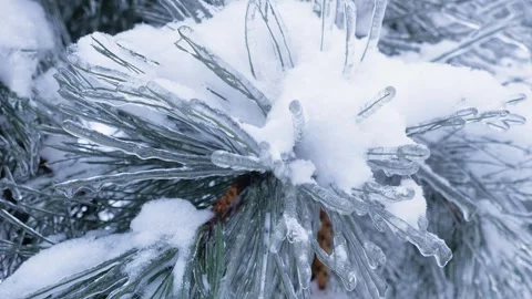 Close-up of black pine needles covered in ice and snow Stock Footage 327533746