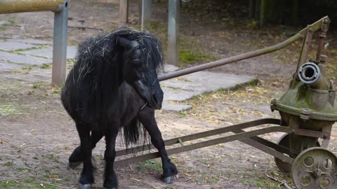 Close up of a black Pony  Stock Footage 277220443