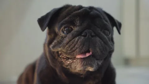 Close-up of a black pug Stock Footage 314371547