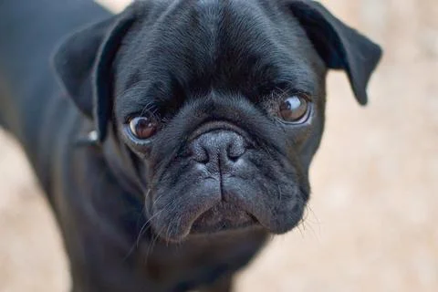 Close-up of black pug muzzle Stock Photos
