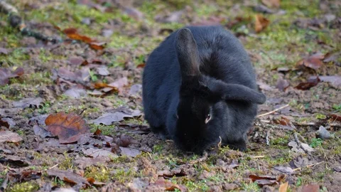 Close up of a black rabbit Stock Footage 122179204