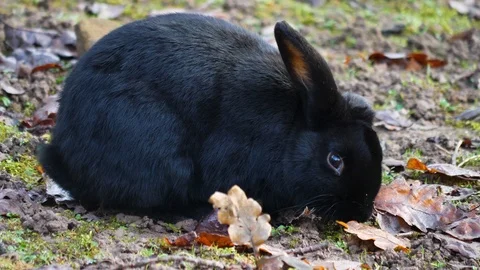 Close up of a black rabbit Stock Footage 122179317
