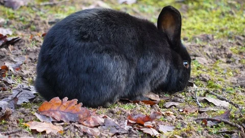 Close up of a black rabbit Stock Footage 122179324
