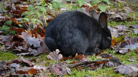 Close up of a black rabbit Video stock 122179946