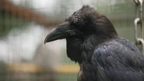 Close-up of a Black Raven 스톡 동영상 142773635