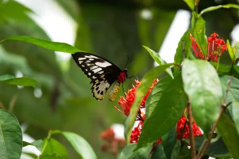 Close-up black red colored butterfly sitting on red flower eating its nectar. Stock Photos