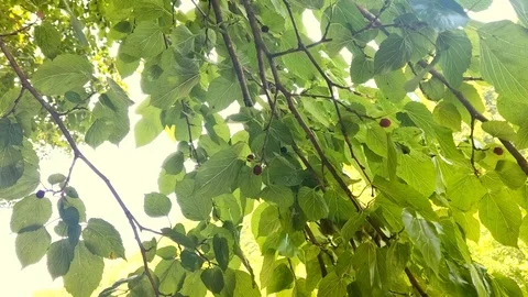 Close-up. Black ripe and red unripe mulberries on the branch. Mulberry tree Stock Footage 111430221