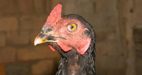 Close up of black rooster (chicken) head Stock Photos