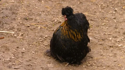 Close up of black rooster Stock Footage 145975450