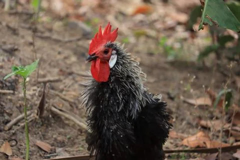 Close up of a black  rooster Stock Photos