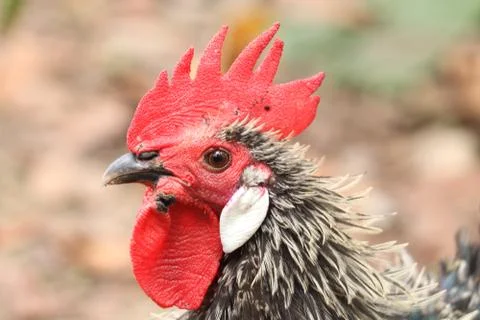 Close up of a black  rooster Stock Photos