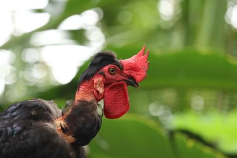 Close up of a black  rooster Stock Photos