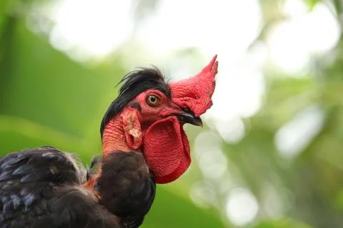 Close up of a black  rooster Stock Photos