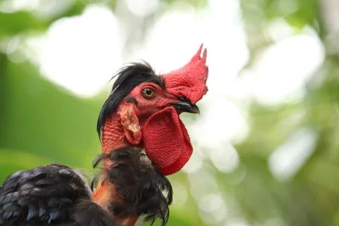 Close up of a black  rooster Stock Photos
