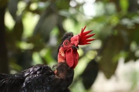 Close up of a black  rooster Stock Photos