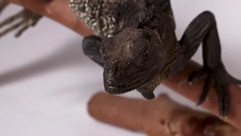 Close Up of a Black Sailfin Lizard Perch... | Stock Video | Pond5