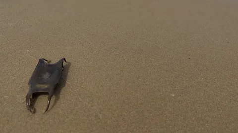 Close-up of black shark egg case on sandy beach with waves Stock Footage 276672828