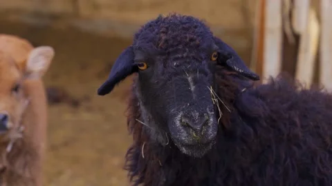 Close-up of a black sheep in the barn looking to something strange Stock Footage 166823441