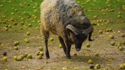 Close up of black sheep, ram Stock Footage 268745742