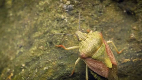 Close-up of the black-shouldered shieldbug (Carpocoris purpureipennis) crawling. Stock Footage 316366611
