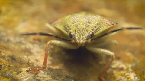 Close-up of the black-shouldered shieldbug (Carpocoris purpureipennis). 스톡 동영상 316366620