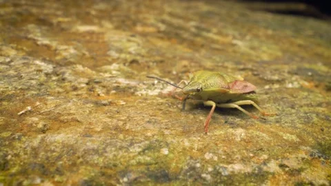 Close-up of the black-shouldered shieldbug (Carpocoris purpureipennis) crawling. Stock Footage 316366625