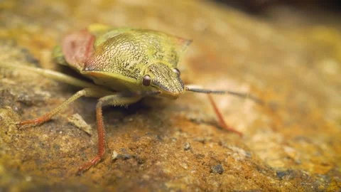 Close-up of the black-shouldered shieldbug (Carpocoris purpureipennis). Stock Footage 316366645