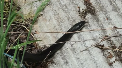 A Close Up of a Black Snake Vídeo Stock 155443628