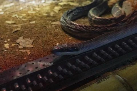 Close Up of Black Snake Resting on Heated Surface in Terrarium Фото