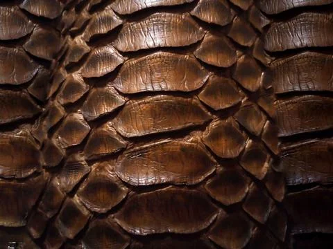 Close up of black snake texture. Dark reptile skin background Stock Photos