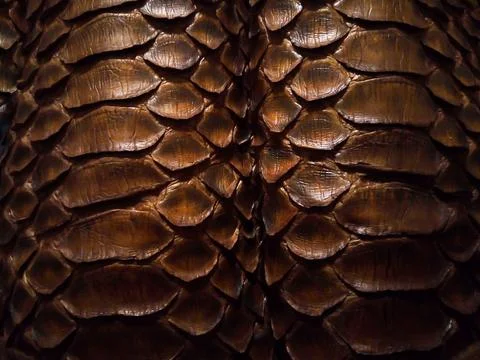 Close up of black snake texture. Dark reptile skin background Foto stock