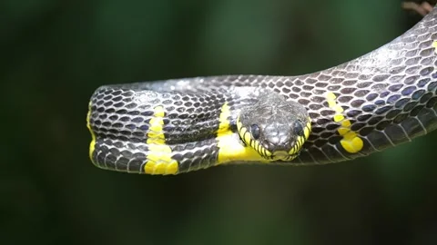 Close up of black snake with yellow markings and forked tongue in nature Stock Footage 337995638